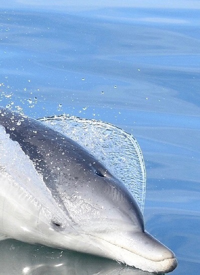 Mandurah Dolphins Cruise