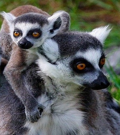 Lemurs Island