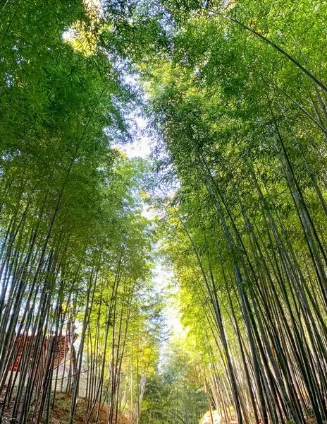 Gurye Bamboo forest