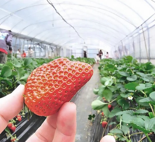 Dalat Strawberry Farm